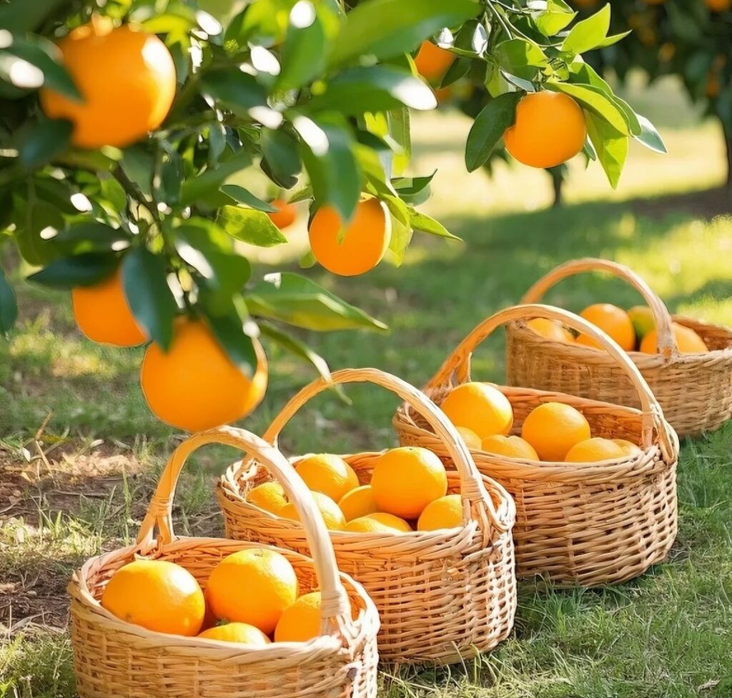 Ponkan oranges 芦柑 · China Express Travel Fujian Xiamen gourmet tour