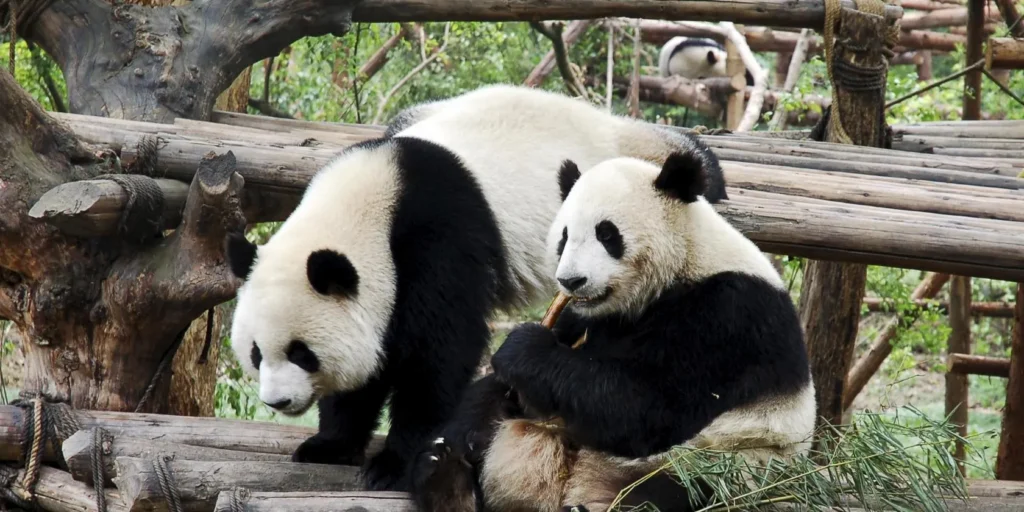 成都大熊猫繁育研究基地 · 10 Days Chengdu · Wawushan · Kangding · Balang Sumdo · Niubeishan winter scenery tour/ 10天成都·瓦屋山·康定·八郎生都·牛背山雪景之旅