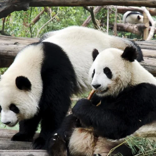 成都大熊猫繁育研究基地 · 10 Days Chengdu · Wawushan · Kangding · Balang Sumdo · Niubeishan winter scenery tour/ 10天成都·瓦屋山·康定·八郎生都·牛背山雪景之旅