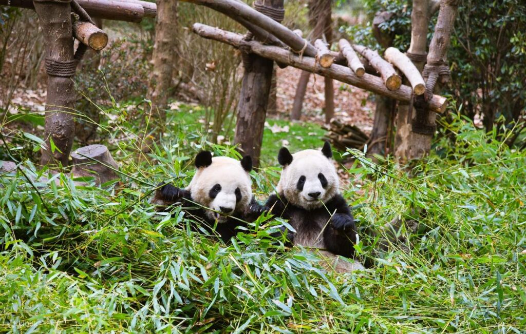 大熊猫繁殖基地 · 8-Day Jiuzhaigou, Trending Lixiao Road, Bipenggou, Leshan / 8天九寨沟 + 网红理小路 + 毕棚沟 + 乐山