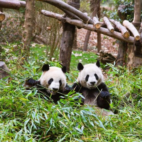 大熊猫繁殖基地 · 8-Day Jiuzhaigou, Trending Lixiao Road, Bipenggou, Leshan / 8天九寨沟 + 网红理小路 + 毕棚沟 + 乐山