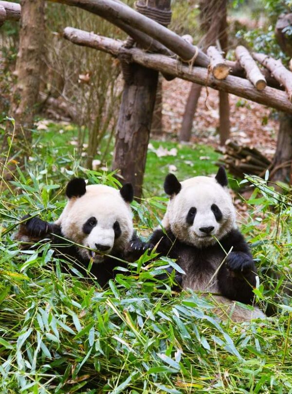 大熊猫繁殖基地 · 8-Day Jiuzhaigou, Trending Lixiao Road, Bipenggou, Leshan / 8天九寨沟 + 网红理小路 + 毕棚沟 + 乐山