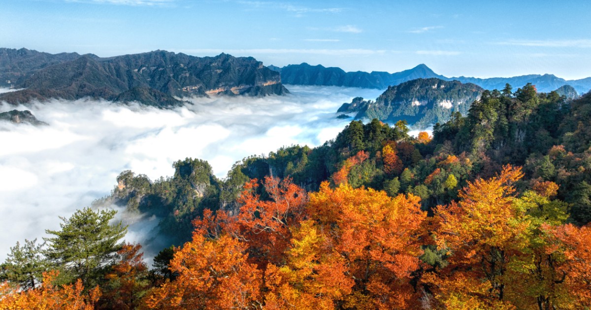 Guangwu Mountain red foliage above a sea of clouds · 光雾山红叶