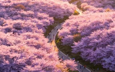 10-Day Enchanting Guizhou · Cherry Blossoms, Waterfalls and Karst Peaks / 10天醉美贵州(重庆进出)