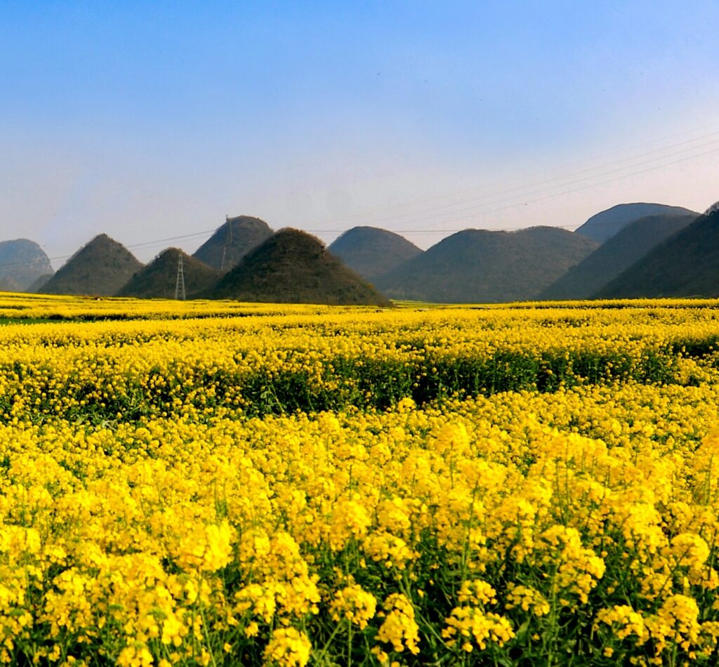 Rapeseed flower fields · China Express Travel Yunnan tour