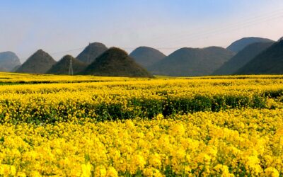 12-Day Yunnan Flower Trail Journey / 12天云南花海之旅