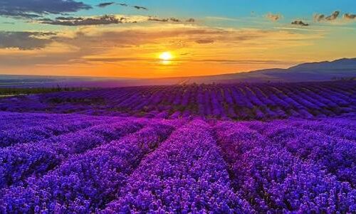 Lavender farm 薰衣草庄园 · China Express Travel Xinjiang tour